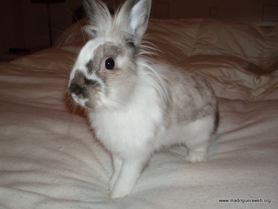 Adopción conejo choco